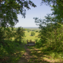 a view in Wytham Woods